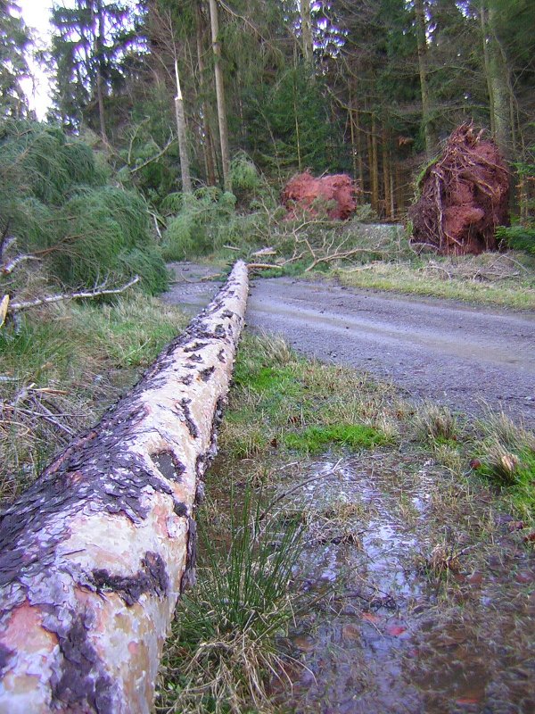 Gale force winds strike once or twice a year uprooting or snapping tall pines trees - natures way of culling the weaker trees in the forest.