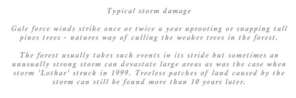 The forest usually takes such events in its stride but sometimes an unusually strong storm can devastate large areas as was the case when storm 'Lothar' struck in 1999. Treeless patches of land caused by the storm can still be found more than 10 years later.