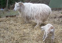 Snowy or Lambo with lamb