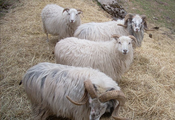 rams and ewes