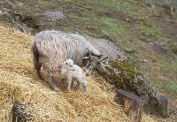 lamb and ewe