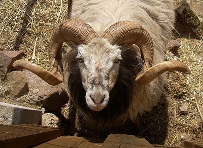 Rambo - top bock Sommerberg flock