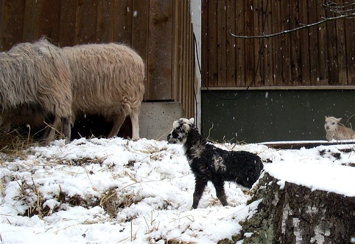 Blackie Snowy and co