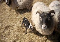 Blackie and ewe