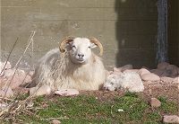 Ewe and Snowy one day old