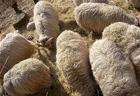 The Sommerberg flock