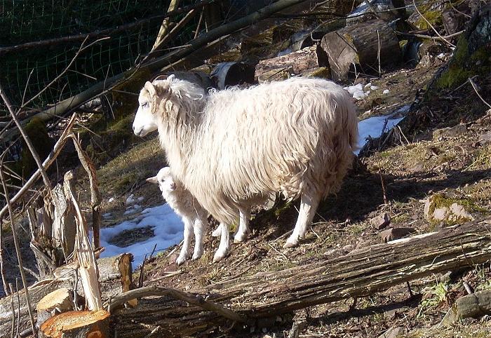 Snowy and ewe