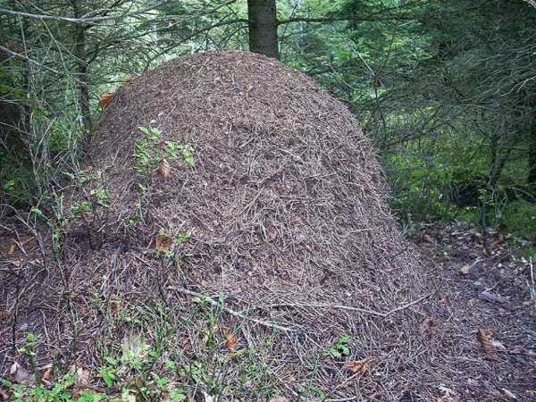 Ants nest
