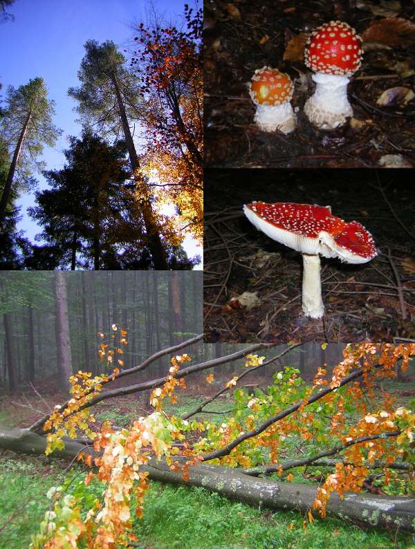 The colours of autumn