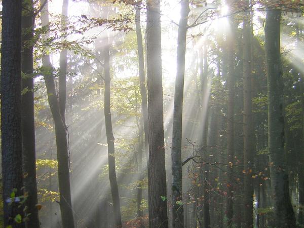 The  forest is always changing, depending on the time of day, weather conditions and the season.