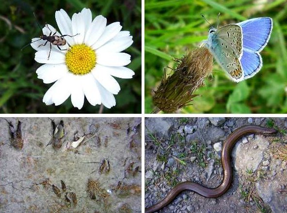 A forest full of interesting things to discover, here are a few to look out for.