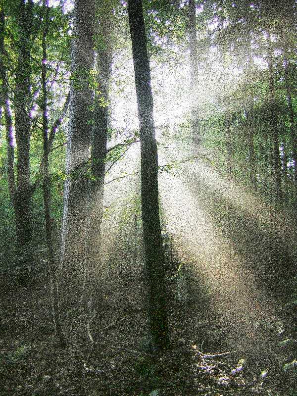 Sounds of the forest