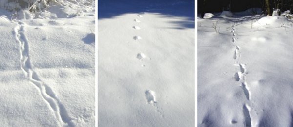Tracks in the snow where do they go?