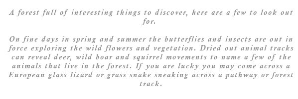 On fine days in spring and summer the butterflies and insects are out in force exploring the wild flowers and vegetation. Dried out animal tracks can reveal deer, wild boar and squirrel movements to name a few of the animals that live in the forest. If you are lucky you may come across a European glass lizard or grass snake sneaking across a pathway or forest track.