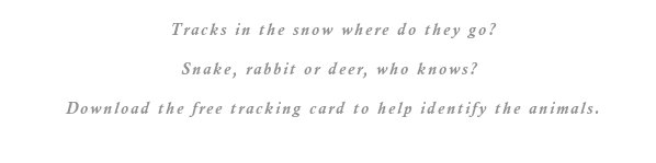 Download the free tracking card to help identify the animals.