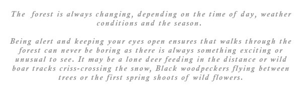 eing alert and keeping your eyes open ensures that walks through the forest can never be boring as there is always something exciting or unusual to see. It may be a lone deer feeding in the distance or wild boar tracks criss-crossing the snow, Black woodpeckers flying between trees or the first spring shoots of wild flowers.