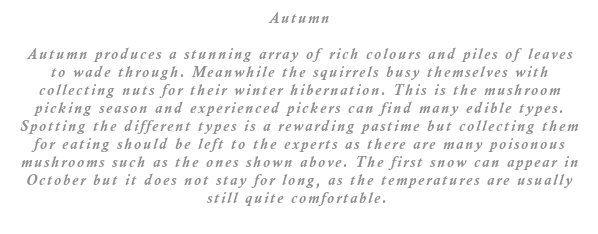 Autumn produces a stunning array of rich colours and piles of leaves to wade through. Meanwhile the squirrels busy themselves with collecting nuts for their winter hibernation. This is the mushroom picking season and experienced pickers can find many edible types. Spotting the different types is a rewarding pastime but collecting them for eating should be left to the experts as there are many poisonous mushrooms such as the ones shown above. The first snow can appear in October but it does not stay for long, as the temperatures are usually still quite comfortable.