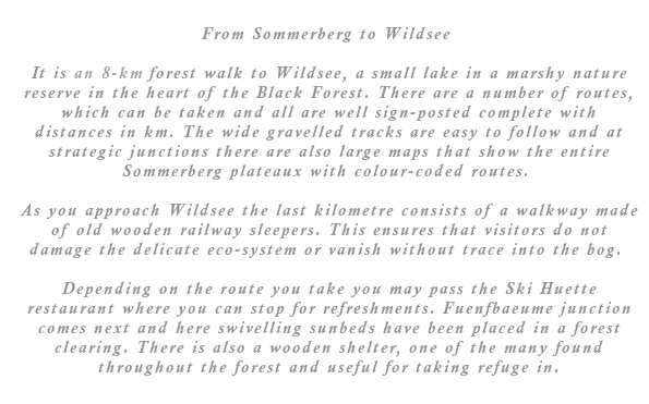 It is an 8-km forest walk to Wildsee, a small lake within a marshy nature reserve in the heart of the Black Forest. There are a number of routes, which can be taken and all are well sign-posted complete with distances in km. The wide gravelled tracks are easy to follow and at strategic junctions there are also large maps that show the entire Sommerberg plateaux with colour coded routes. As you approach Wildsee the last kilometre consists of a walkway made of old wooden railway sleepers. This ensures that visitors do not damage the delicate eco system or vanish without trace into the bog. Depending on the route you take you may pass the Ski Huette restaurant where you can stop for refreshments. Fuenfbaeume junction comes soon after Ski Huette and here swivelling sunbeds have been placed in a forest clearing. There is also a wooden shelter, one of the many found throughout the forest useful for taking refuge in when the weather turns suddenly.