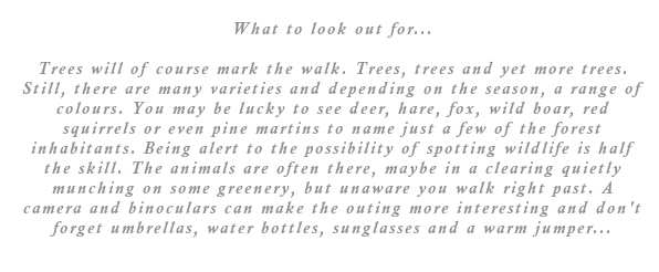 Trees will of course mark the walk. Trees, trees and yet more trees. Still, there are many varieties and depending on the season, a range of colours. You may be lucky to see deer, hare, fox, wild boar, red squirrels or even pine martins to name just a few of the forest inhabitants. Being alert to the possibility of spotting wildlife is half the skill. The animals are often there, maybe in a clearing quietly munching on some greenery, but unaware you walk right past. A camera and binoculars can make the outing more interesting and don't forget umbrellas, water bottles, sunglasses and a warm jumper...
