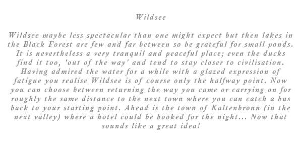 The final destination. It is maybe less spectacular than one might expect but then lakes in the Black Forest are few and far between so be grateful for small ponds. It is nevertheless a very tranquil and peaceful place, even the ducks find it too, 'out of the way' and tend to stay closer to civilization. Having admired the water for a while with a glazed expressionof fatigue you realise Wildsee is of course only the halfway point. Now you can choose between returning the way you came or carrying on for roughly the same distance, then catching a bus back to your starting point. Ahead is the town of Kaltenbronn (in the next valley) and a hotel for the night could be booked ... Now that sounds like a great idea!