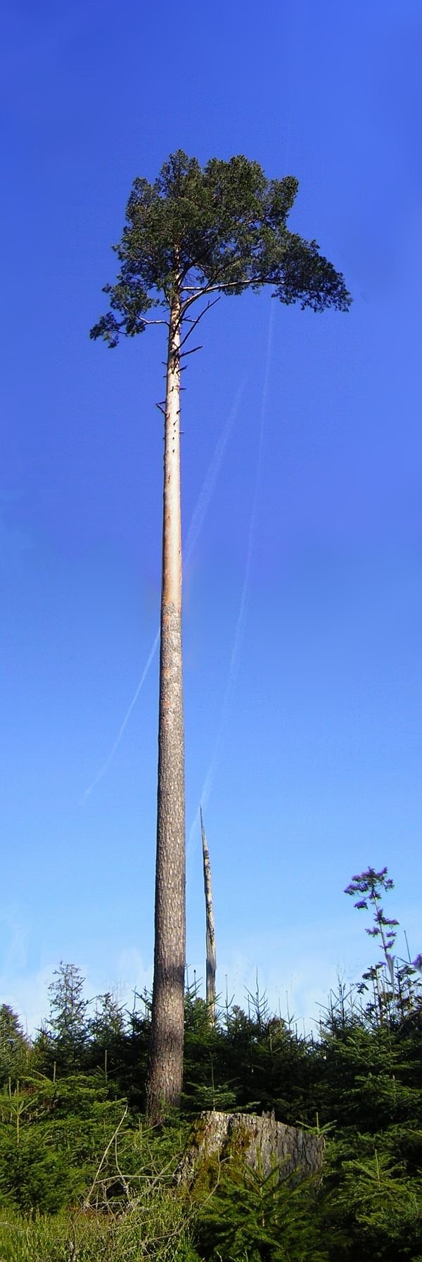 Just another tree...