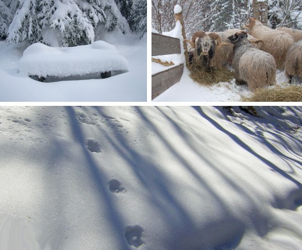 Winter is a time of hibernation for many animals and also for some of the villagers as the main tourist season is finished. However Sommerberg usually gets a fair amount of snow each year between January and March. At this altitude the snowfall tends to be heavier than in the valley and this is good news for skiers and winter tourists.